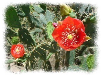 Fleurs de Nopal ou Figues de Barbarie